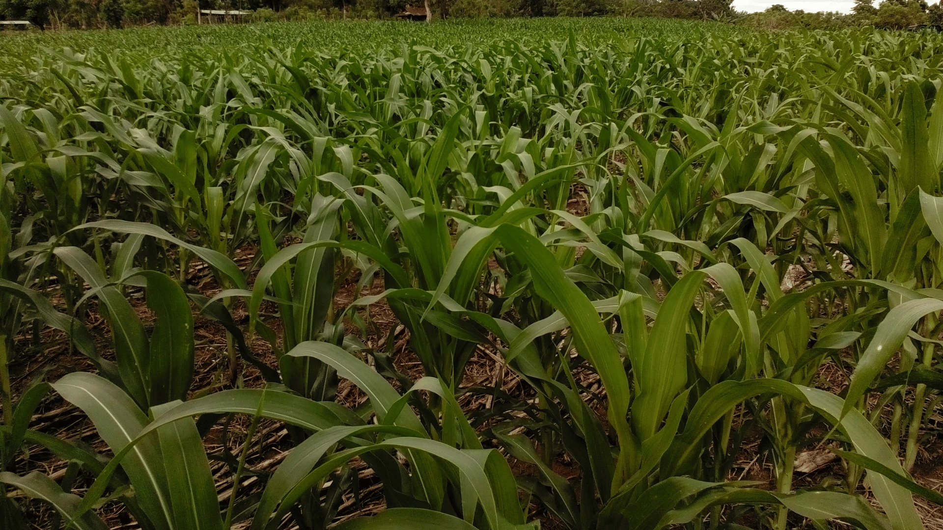 Tanaman jagung pulut